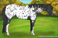 Horse Color:Blue Roan Appaloosa 
