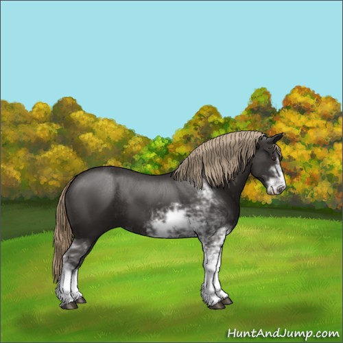 Horse Color:Liver Chestnut Sabino