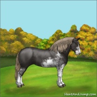 Horse Color:Liver Chestnut Sabino