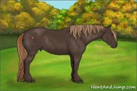 Horse Color:Liver Chestnut Rabicano