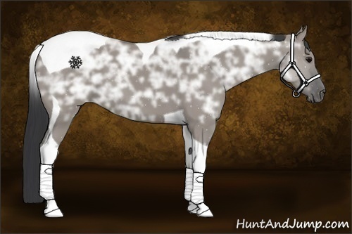 Horse Color:Grullo Ice Tobiano