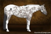 Horse Color:Grullo Ice Tobiano 