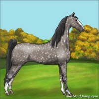Horse Color:Grullo Sabino Snowflake Varnish Rabicano 
