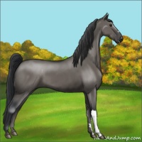 Horse Color:Grullo 
