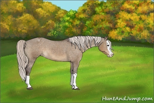 Horse Color:Silver Brown Dun Splash Appaloosa