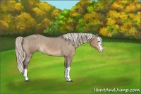Horse Color:Silver Brown Dun Splash Appaloosa