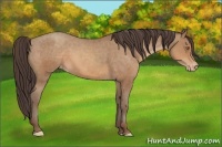 Horse Color:Sable Champagne Appaloosa 