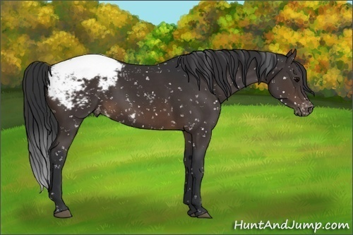 Horse Color:Brown Appaloosa 