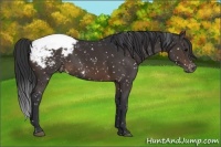 Horse Color:Brown Appaloosa