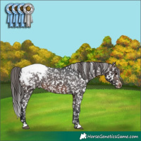 Horse Color:Brown Appaloosa 