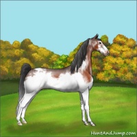 Horse Color:White Spotted Brown Frame Varnish