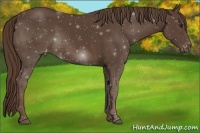Horse Color:Liver Chestnut Sabino Varnish Rabicano 