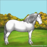 Horse Color:Sable Champagne Chinchilla Onyx Tobiano Appaloosa 