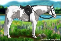 Horse Color:Grullo Ice Splash Tobiano