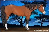 Horse Color:Bay Splash 