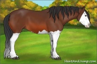 Horse Color:Bay Splash 