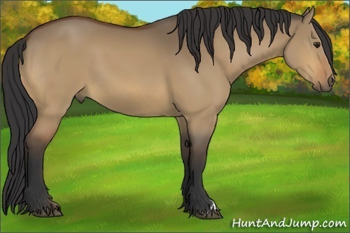 Horse Color:Bay Dun 