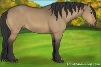 Horse Color:Bay Dun