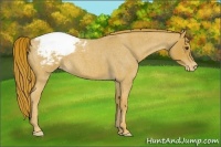 Horse Color:Red Roan Appaloosa 