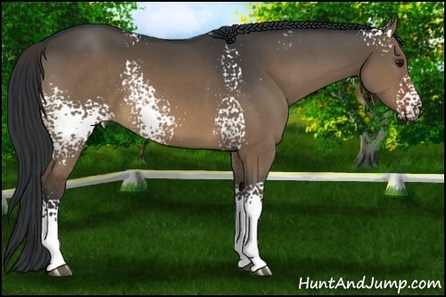 Horse Color:White Spotted Brown Dun