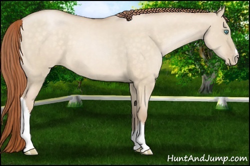 Horse Color:Buckskin Pearl Dun 