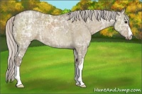 Horse Color:Silver Grullo Ice 