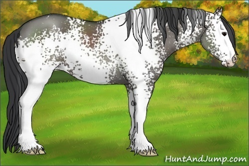 Horse Color:White Spotted Grullo 