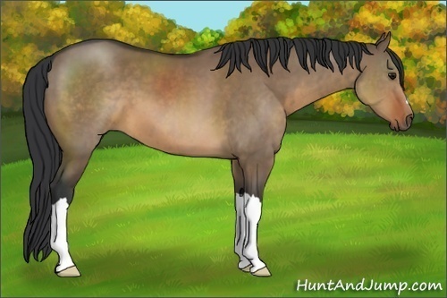 Horse Color:Brown Dun 