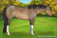 Horse Color:Brown Dun 