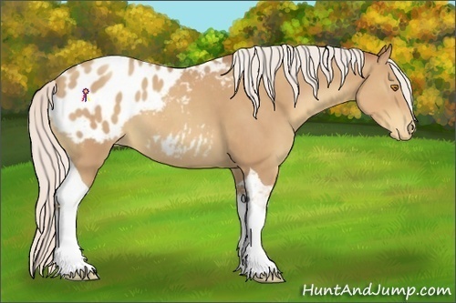Horse Color:Silver Classic Champagne Tobiano Blanket 