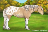 Horse Color:Silver Classic Champagne Tobiano Blanket 