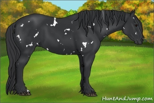 Horse Color:White Spotted Black