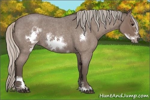 Horse Color:Silver Blue Roan Sabino Frame