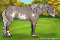 Horse Color:Silver Blue Roan Sabino Frame 