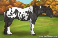 Horse Color:Liver Chestnut Tobiano Appaloosa 