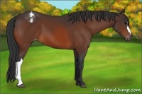 Horse Color:Bay Snowcap 