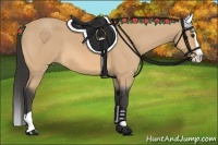 Horse Color:Buckskin Splash 
