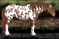Horse Color:Chestnut Appaloosa
