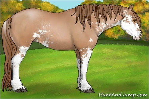 Horse Color:Bay Pearl Sabino Rabicano