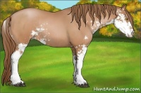 Horse Color:Bay Pearl Sabino Rabicano 