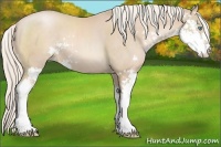 Horse Color:Palomino Pearl Sabino