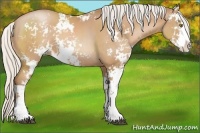 Horse Color:Silver Bay Pearl Sabino 