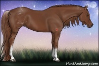 Horse Color:White Spotted Chestnut Sabino 