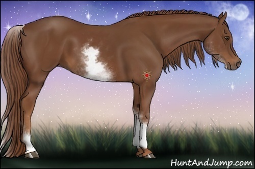 Horse Color:White Spotted Chestnut Sabino