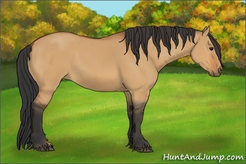 Horse Color:Bay Dun
