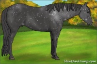 Horse Color:Smoky Black 