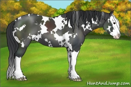 Horse Color:White Spotted Black Splash 
