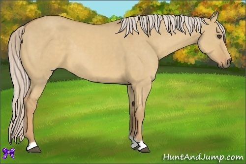 Horse Color:Palomino Dun