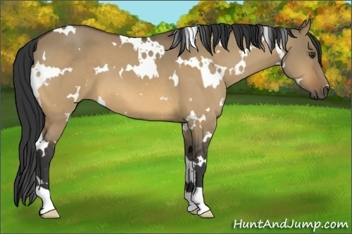 Horse Color:White Spotted Buckskin Dun 