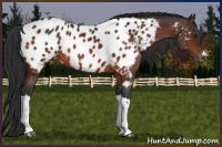 Horse Color:Bay Appaloosa 